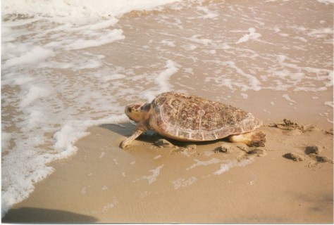 Le tartarughe Caretta caretta scelgono la costa ionica calabrese