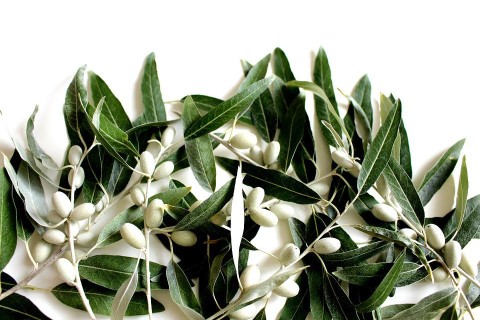 La leucolea, l'oliva bianca di Calabria